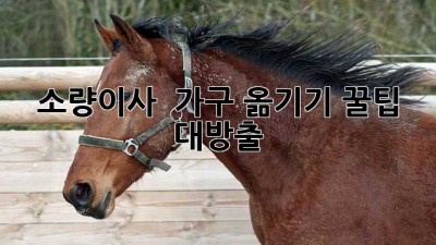 소량이사? 📦 가구 옮기기 꿀팁 대방출! ✨
